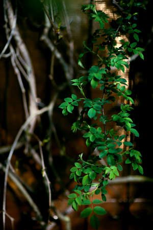 artistic background, branches on the background of an abandoned veranda in the spring garden. a dry vine in the background emphasizes life. Selective focus, shallow depth of field, blurringの写真素材