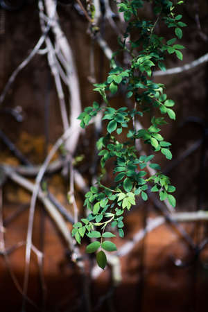 artistic background, rose branches in the sunlight on the background of an abandoned veranda in the spring garden. a dry vine in the background emphasizes life. Selective focus, blurの写真素材