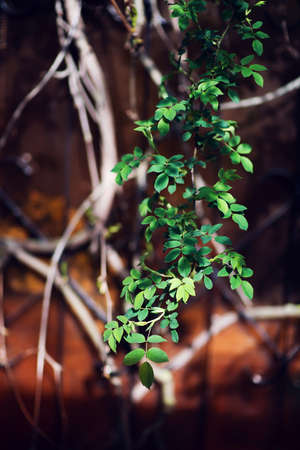artistic background, rose branches in the sunlight on the background of an abandoned veranda in the spring garden. a dry vine in the background emphasizes life. Selective focus, blurの写真素材