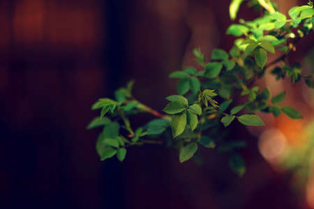 artistic background, rose branches on the background of a dry liana in a spring sunny garden. The photo is suitable for wallpaper, cover or greeting card. Selective focus low depth of field, blurringの写真素材