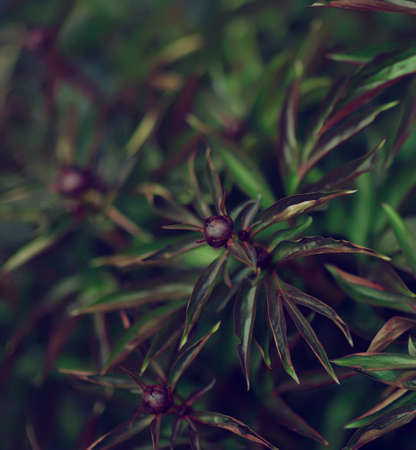 A peony is a plant with buds. Large foliage of tropical leaves with a dark green texture. Seamless Leaf Background.A Full-Frame Shot Of The Leaves. abstract green texture, nature background.の写真素材