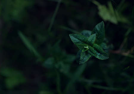 close - up view of nature against the background of green leaves and palm trees. Flat surface, dark nature concept, tropical leaf.selective focus, artistic blurring, low key photosの写真素材