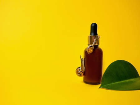 Organic cosmetics with mucin, a snail on a pleasant bright yellow background with a green leaf. mockup. advertising cosmetics. banner, selective focus, copy space.の写真素材