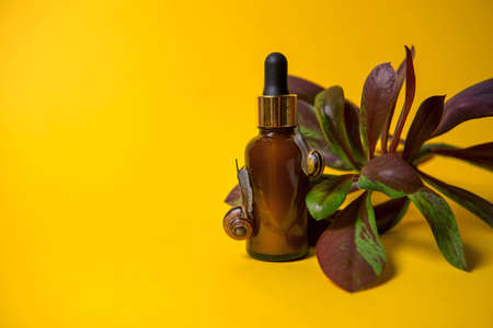 Organic cosmetics with mucin, snail on a colored background, with an exotic plant. mockup . advertising of cosmetics. banner, selective focus, copy space.の写真素材