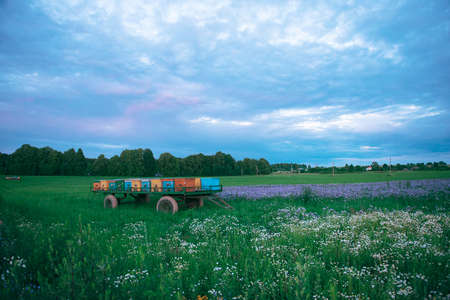 Beekeeping hives in Provence, France. the concept of natural products and a serene holiday in the country.の写真素材