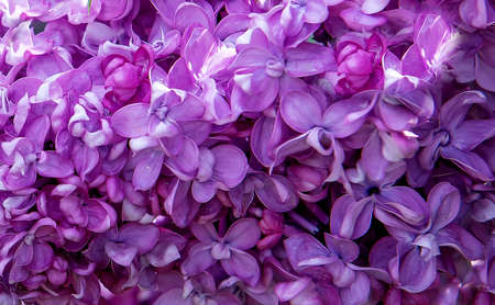 a delicate sprig of lilac close-up. lilac flowers close-up. background of lilac flowers