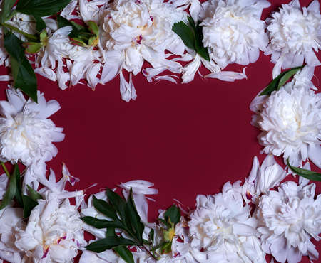 A wreath of peony flowers on a red background. Contrast of color and texture. The frame is made of beautiful white peonies on a red background, flat, with space for text. Flower arrangementの写真素材