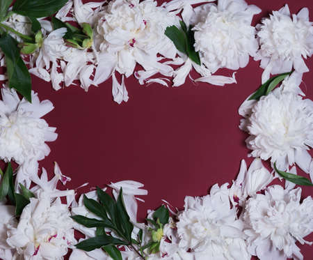 A wreath of peony flowers on a red background. Contrast of color and texture. The frame is made of beautiful white peonies on a red background, flat, with space for text. Flower arrangementの写真素材