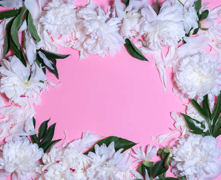 copy space with space for text and a frame of white peony flowers on a pink backgroundの写真素材