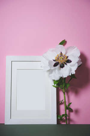 Spring Flower Arrangement. poster with a beautiful peony on a pink background. a frame for recording or taking a photo next to a beautiful peony. Levitation. a greeting card. copy spaceの写真素材