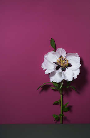 Spring Flower Arrangement. poster with a beautiful peony on a pink background. Levitation. a greeting card. copy spaceの写真素材