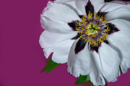 A large white peony or flower head of a peony, close-up, on a bright colored background. bright advertising and a greeting card. A beautiful, flowering plant from the family Paeoniaceae. copy spaceの写真素材