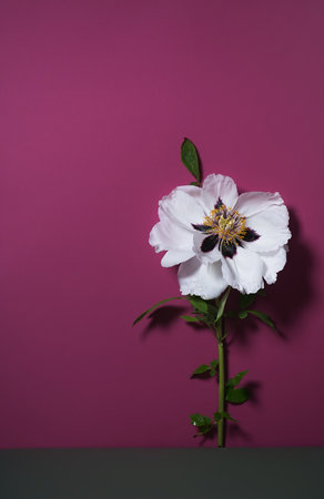 Spring Flower Arrangement. poster with a beautiful peony on a pink background. a greeting card. copy spaceの写真素材