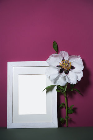 Spring Flower Arrangement. a poster with a beautiful white peony on a bright pink background. a frame for recording or taking photos next to a beautiful peony. a greeting card. copy spaceの写真素材