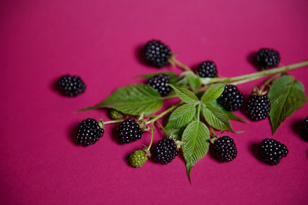 blackberry berries with leaves on a purple background