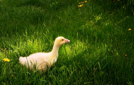 The little goose walks in the fresh air on the green grass, walking for fun, perfect for greeting cards and advertising childrens products and services. selective focus, copy space.の写真素材