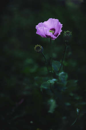 a stylish picture of a flower on a dark background. A Flower Of a pink decorative Poppy On A Dark Green Background. a poster for greeting cards. advertising of a decor store. with space to copyの写真素材