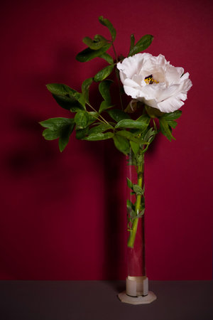 Retro composition. white peony on a bright red background, vintage shade. Low key. side view. Flower postcard, poster. conceptually, in the style of minimalism. stylish interior designの写真素材