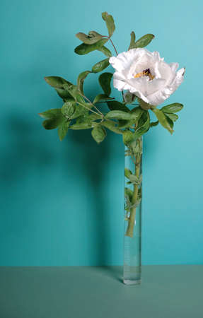 Retro composition. white peony on a gently turquoise background, vintage shade. Restrained. side view. Flower postcard, poster. conceptually, in the style of minimalism. stylish interior designの写真素材