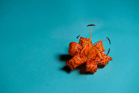 Elegant tiger or leopard lily.lily in the shape of a crown. space for copying. Minimalistic photo for poster and greeting card. A close up of a bright orange lily blossomの写真素材