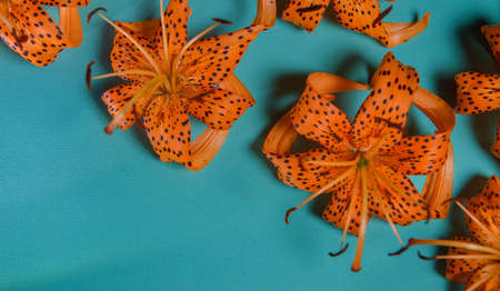 Elegant leopard lily.a lily in the shape of a crown. a place to copy. Minimalistic photo for poster and greeting card. abstract background of orange lily flowers and bright background. contrastの写真素材