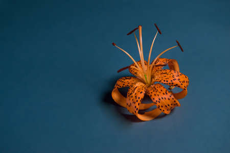 Elegant tiger or leopard lily.lily in the shape of a crown. close-up on a bright background. space for copying. Minimalistic photo for poster and greeting card. love cardの写真素材