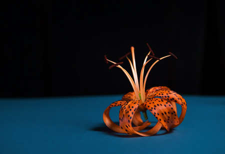 Elegant tiger or leopard lily.lily in the shape of a crown. close-up on a bright background. space for copying. Minimalistic photo for poster and greeting card. love cardの写真素材