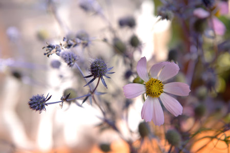 Pink daisies and thistles with blurred background and soft sunlight for horizontal flower poster. Close-up of flowers blooming in a soft style in spring and summer under the sunrise. floristryの写真素材