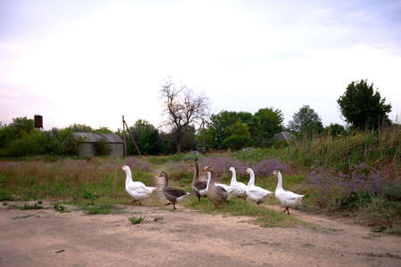 White geese walk down the road in the village. Countryside farm scenery with geese walking around the farm. a herd of white domestic geese walks around the villageの写真素材
