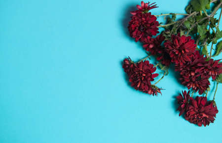 burgundy chrysanthemums on a blue background for a horizontal flower poster. Close-up of flowers...