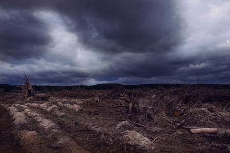 Deforestation. empty glades with garbage and torn soil after tractors and trucks. industrial destruction of forests. environmental problems and barbaric attitude to natural resources. a metaphor.の写真素材