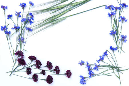 Belarusian symbol, composition of cornflowers, national ideaの写真素材