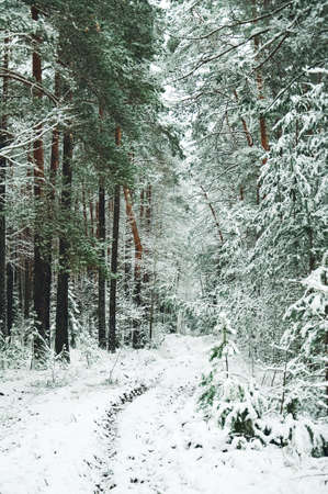 A frosty day in a snow-covered coniferous forest. Winter road through the snow-covered forest to a cozy house in the mountains. winter wallpaper The atmosphere of winter holidays. winter trip togetherの写真素材