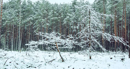 A frosty day in a snow-covered coniferous forest. two small snow-covered trees, standing on the edge of the forest. winter wallpaper. The atmosphere of winter holidays. landscapeの写真素材