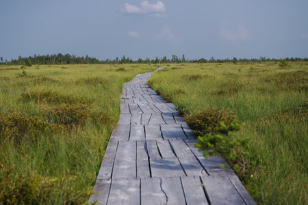 A wooden path in a swampy area in the High Swamp in Belarus. a metaphor for life, everyone goes their own way. allegory of the path of life. ecotrail in bogs in Belarusの写真素材