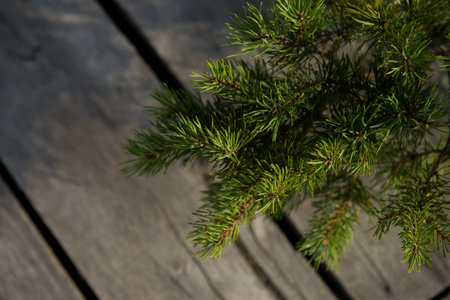 abstract background, undersized pines growing in the swamps. background pine branch on a wooden...
