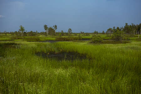 Elninskoe swamp, Belarus. Landscape of the Elninsky Reserve. a picturesque view of the swamp, with its rare plants. A walk along the ecotrail, acquaintance with a new ecosystem. Marsh-lungs of Europeの写真素材