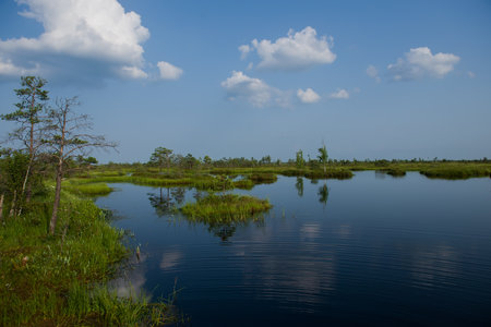 Elninskoe swamp, Belarus. Landscape of the Elninsky Reserve. A beautiful and clean lake in the...