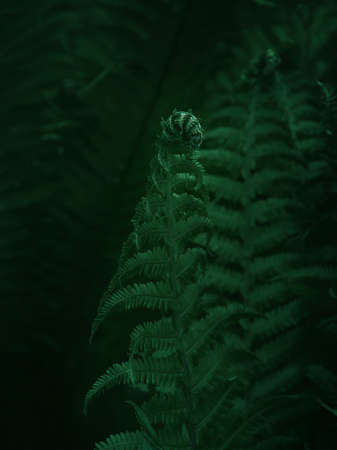 Fern leaves. Green fern plants in a natural landscape. Fern plants in the forest. fresh green...