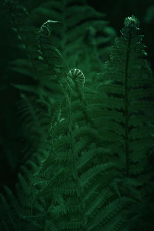 Fern leaves. Green fern plants in a natural landscape. Fern plants in the forest. fresh green tropical leaves. green plants nature wallpaper. Background of organic nature. the origin of life,becomingの写真素材