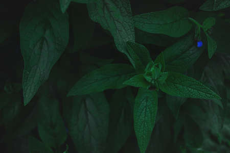 background from exotic green leaves. rebirth, abundance, exquisite background. mysterious and deep, sexy. postcard, poster, picture in the interior, perfect as a photo wallpaper. copy spaceの写真素材