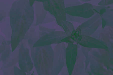 natural abstract banner background leaves neon colors. colors 2022. artistic processing. an unorthodox look at ordinary things. fantasy and style in one photo. artistic blur. Very Peri. copy spaceの写真素材
