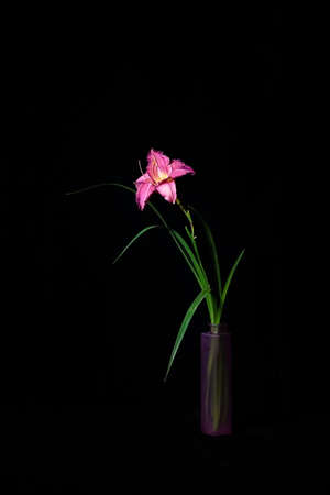 Bright dark purple Hemerocallis Peggy's Pink, known as daylily, lily or garden lily. in the style of minimalism on a dark background in a vase, a beautiful postcard, a confession of one's feelingsの写真素材