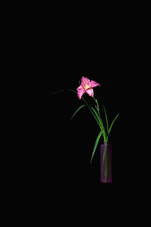 Bright dark purple Hemerocallis Peggy's Pink, known as daylily, lily or garden lily. in the style of minimalism on a dark background in a vase, a beautiful postcard, a confession of one's feelingsの写真素材