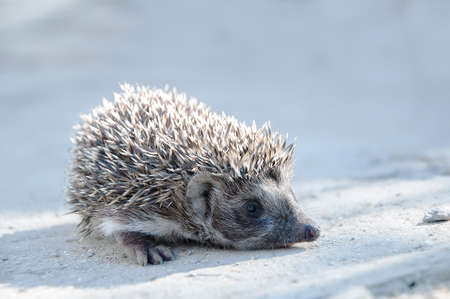 Cute hedgehog in the yard of a private house. an unexpected guest. Hedgehog close-up on a gray background. space for copying. atmospheric photo of a hedgehog in natureの写真素材