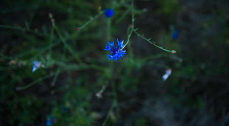 The blue cornflower blooms in early spring on a slightly unfocused background. High quality photo. One blue flower highlighted on a dark background. close-up. copy spaceの写真素材
