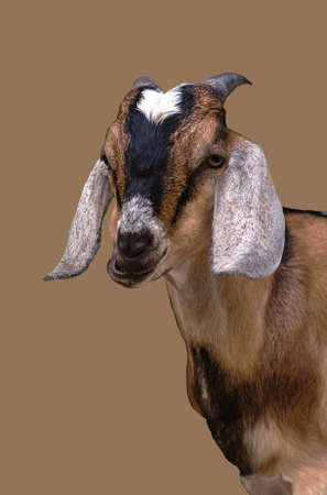 A close-up portrait of a Goat on an isolated light background, a stylized picture. An art object in a stylized interior. selective focus, copy spaceの写真素材