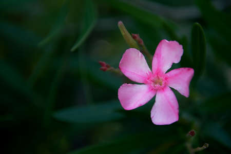 Green leaves and a bright delicate flower, background, natural lush backgrounds of the textures of...