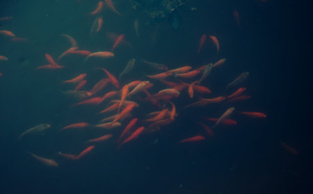 Type of swimming carp koi in the pond. A flock of fish, in a pond close-up. Rasfocus, immiture of the water surface. Crpus space, art picture in the interior.の写真素材