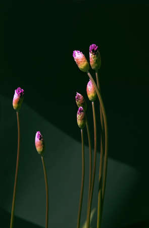 Blossoming buds on a dark background. selective soft focus. copyspace. the artistic composition is...
